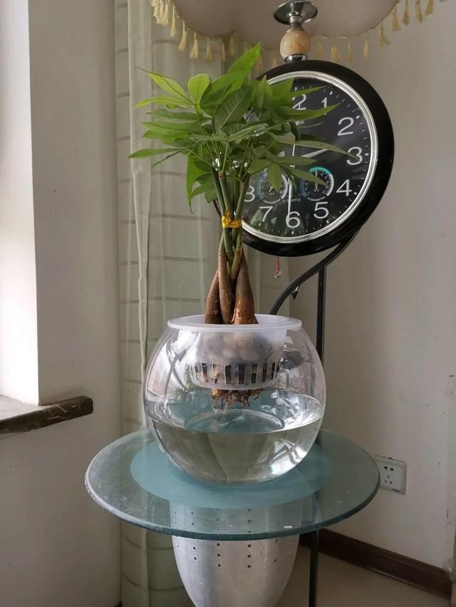  [萝卜]水里加点碳，根系壮得撑破盆，长出满盆萝卜根