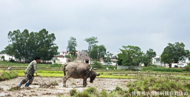  农业社会@老人说“5谷4体不分者属庸人”，5谷4体是啥，70后都不