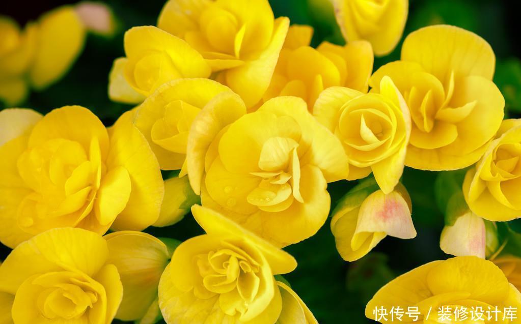  【宝莲灯】人间四月，就养这5款花卉，繁花似锦花期长，家里养出小花园