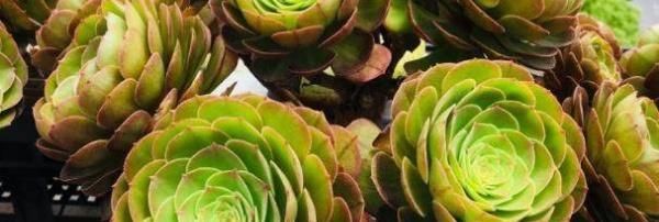 #漂亮#怎么更快把多肉植物养大?教你技巧,叶片漂亮又肥厚!