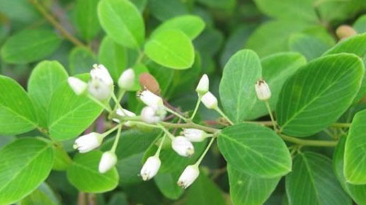  [值钱]农村生长的植物，根是种稀罕物，越老越值钱，用于泡酒是