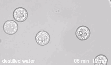  最为常见■10张炫酷动图, 让你秒懂高中生物重要原理，理解更深刻
