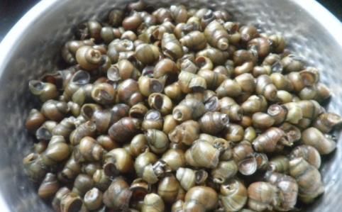  「好主意」种粮食不赚钱怎么办？农村养螺蛳是个好主意，高产螺