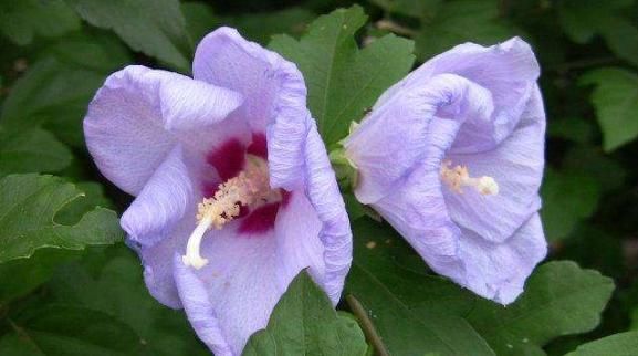 『香浓』夏天就养这几款小花,好养易打理,花艳香浓,花型独特又美观