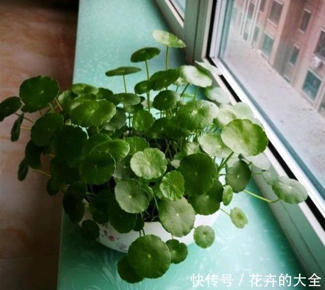  夏季养花|夏季如何养好铜钱草？教你几招，可使叶片又大又圆、肥厚油绿