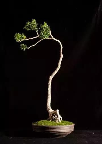 盆景展 ,美美美 !