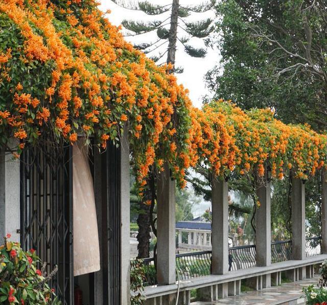  【占地面积】晒晒东北农村婆家，占地面积1000多平，厕所没见过