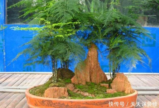 室内@书房盆栽绿植选什么好?此4款好看又好养,摆在室内对健康有益