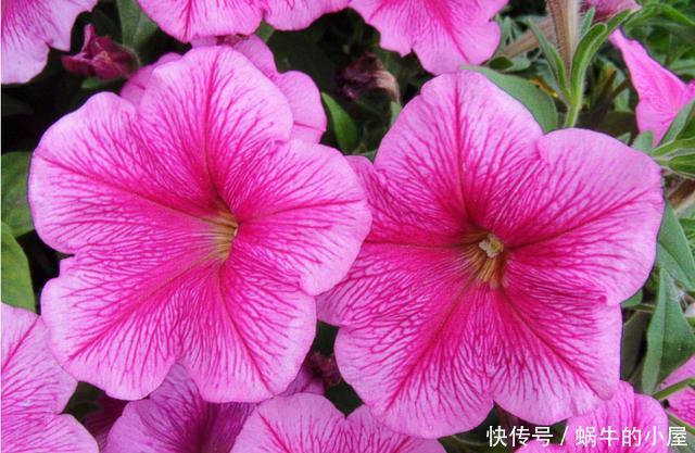 【漂亮】家里养花,花大色艳能爆盆,好养易活真漂亮,家里养出小花园