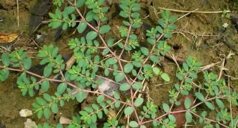 『人称』1种野草,人称窝蛋草,又叫血见愁,腹泻,止血效果好,见到别拔