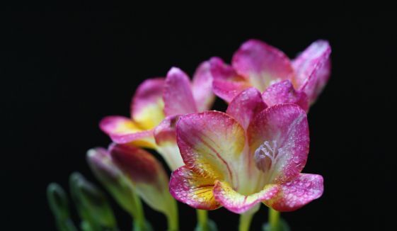  开爆：这几种花，赏花观叶寓意好，弄几盆养家里，喜庆满堂开爆盆