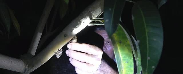 在山东老家林场里捉知了龟，一棵树上能捉10只，1小时捉一大盆