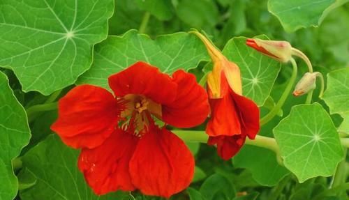 【常见】有一种莲花,不需要水,一年四季都开花,花香色艳,绿化带常见