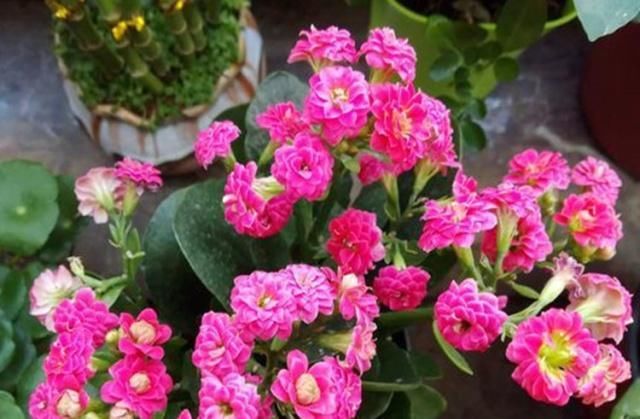  家里：给长寿花来点“补品”，花开色艳，开成大花球！