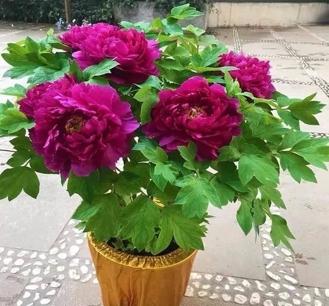  观赏价值极■家养六种“富贵花”，吉祥又如意，富贵又生财，人人都喜欢