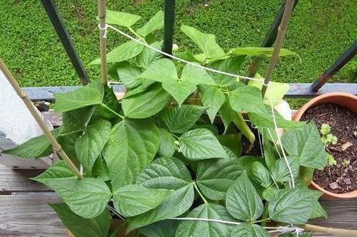  【盆栽】阳台养花太常见怎么办？就居家盆栽蔬菜，满足3点吃上健康美味