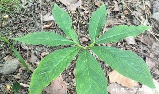 稀少■叶片稀少的“1种杂草”,被称为“虎掌”,河谷下有不少,奇特!