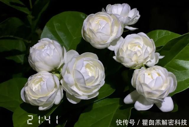 『品种』3种重瓣茉莉花品种,花朵华丽,浓香扑鼻