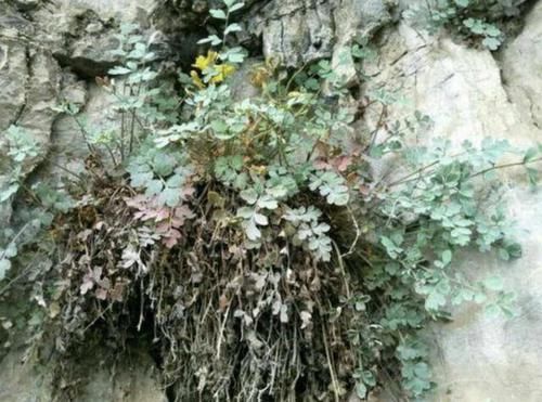 『采挖』1种野生“黄芪”根茎珍贵,以往被大量采挖,如今少见,请爱惜