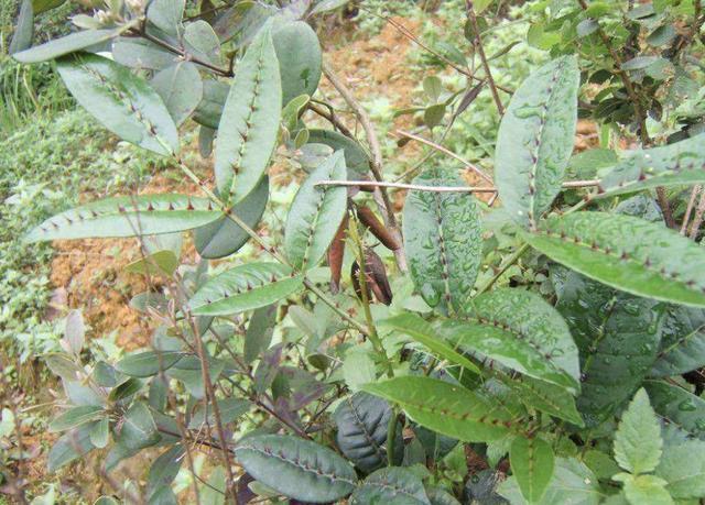 『人称』1种野草人称“两面针”,有着粗壮的主根,叶片还有刺,却珍贵!