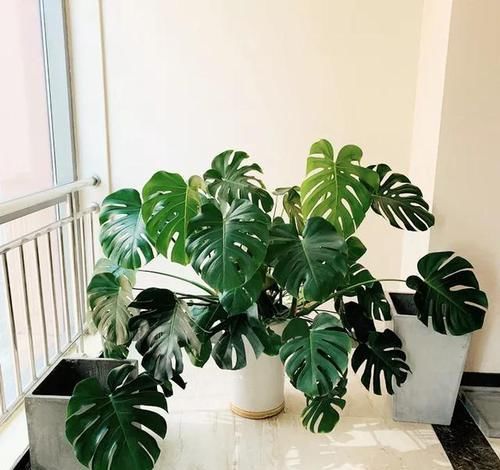  #花盆#室内盆栽：6种耐阴花，高端上档次，叶子越长越大！