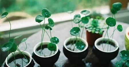  【枯叶】铜钱草枯叶烂根，越养盆里草越少，这3点你都做到了吗？
