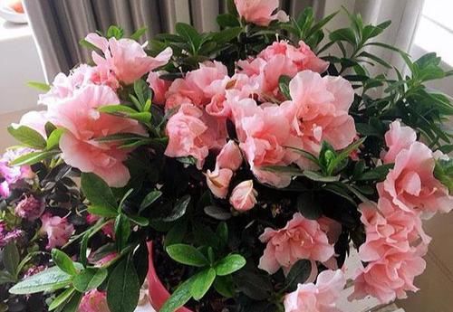  [空气湿度]杜鹃花养不好？遵循3妙招！通点风吃点“药”，湿身最重要