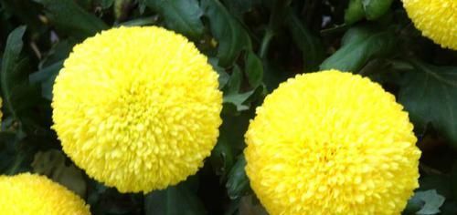  「玫瑰」喜欢玫瑰，不如养盆“珍稀菊花”金黄乒乓菊，花似乒乓，圆溜可爱