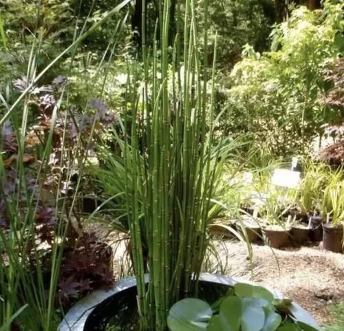  [晾干]田地里的“1种杂草”，被称为“草麻黄”，晾干后有价值，别去踩