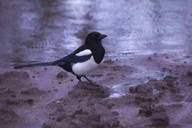 中国人不吃燕子，为何近年来燕子却越来越少，城市里基本见不到