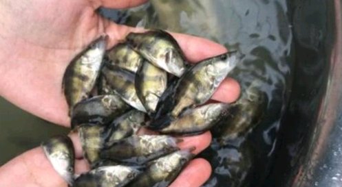  「野味」堪比石斑的“贵族鱼”，可惜农村人不懂，泛滥成灾都没