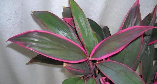  [较好]此花，色彩华丽高雅，具有较好的观赏性。