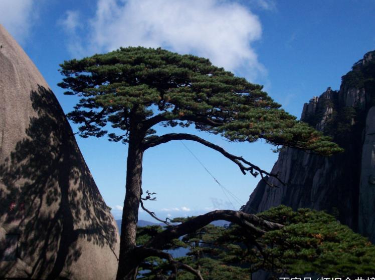 全球最“贵”的树，20多代警卫员全年贴身保护，游客怀疑是塑料