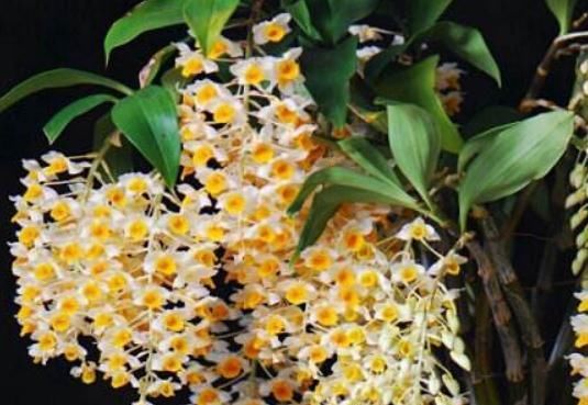 「葡萄」夏天,球花石斛就靠“它”,花苞似“葡萄”,花开一串串,不停歇
