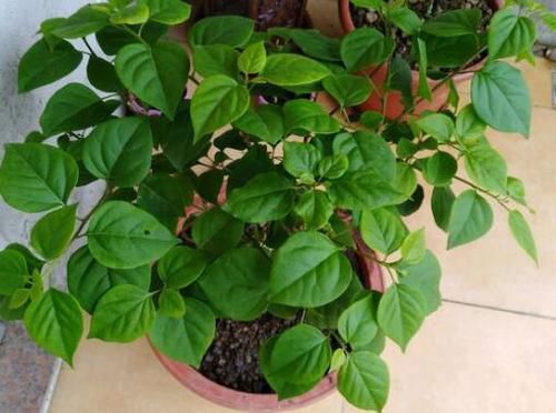  【叶子花】光叶子花，别名三角梅，花紫色或洋红色