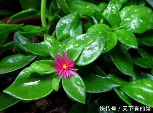  「随便」随便掐个枝就活的4种花，天热不影响生根，一不小心“撑”破盆