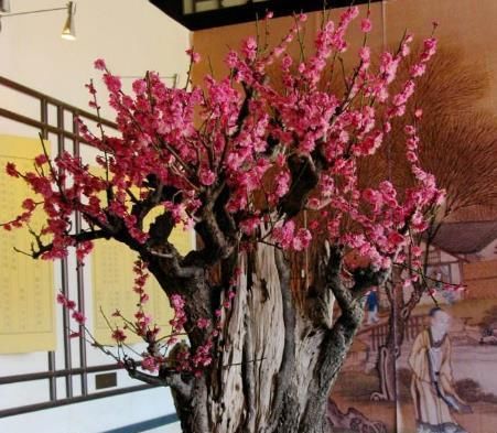  「值钱」在家养“2种花”，寓意“旺财”，还能赶走“异味”，养久了值钱