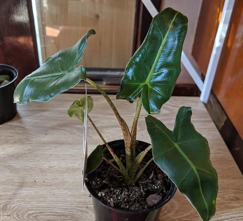 「矮小」这些小清新的微型盆栽，植株矮小，还特别耐阴，适合养在桌面上
