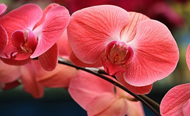 『室内』适合室内盆栽养护的5种花,花大色艳、花期长,满屋飘雪,美极了