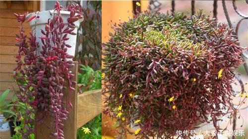  [充足]多肉吊兰植物紫玄月紫葡萄黄花新月，简单易养易爆盆养出瀑布