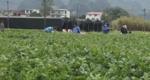  能力@广西菜农捐赠2万斤西芹支援武汉：有能力就帮一点