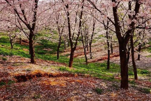 贵州私藏的人间仙境万亩樱花海，绝世美景震惊世界！