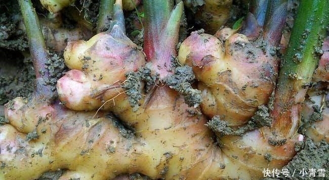 农村这一霸气的农作物，亩收入万元，却没人敢种，这是为何？