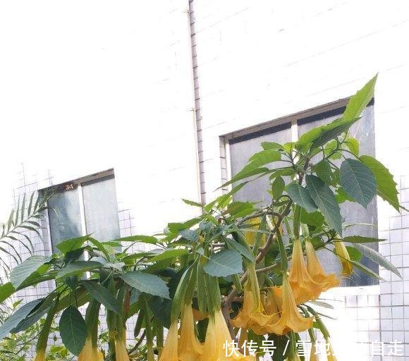 毒性是最大■曼陀罗开花很美,整株有“剧毒”,花瓣不要摘!当场毁掉最好!