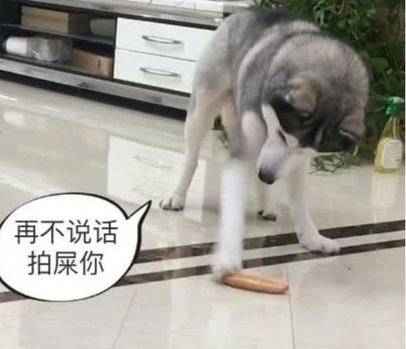  #爆笑#二哈看到地上面包，自导自演爆笑一幕，主人都没脸看了