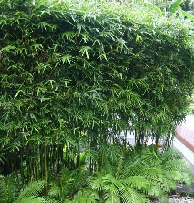庭院竹子50张图告诉你，花园里种竹子有多高大上，气质瞬间提升