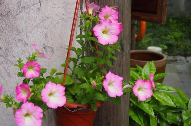 牡丹:春天养殖开花植物,开花堪比牡丹的重瓣矮牵牛,五颜六色开成花园