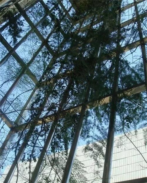 『图片作者』7种花现在长最快,像我这么养,蹭蹭爬成电视墙!