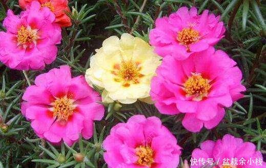 盆栽@“4种盆栽花”,繁殖快,易爆盆,阳台美成小花园!