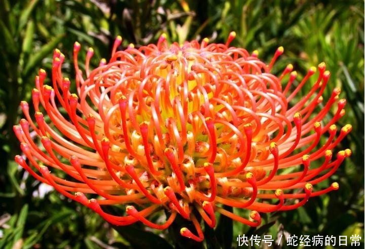  「风轮」针垫花共同繁荣，风轮花无限祝福